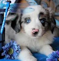 BlueBerryDapples, a male Australian Shepherd for sale in Homer, GA – 1 of 3