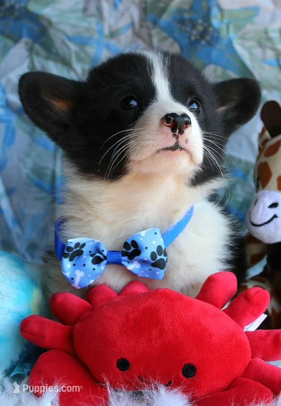 Dumplings  – Pembroke Welsh Corgi puppy for sale in Homer, GA