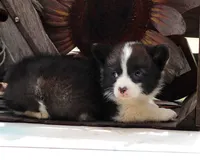 Dumplings , a male Pembroke Welsh Corgi for sale in Homer, GA – Photo 4 of 6