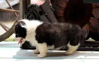 Dumplings , a male Pembroke Welsh Corgi for sale in Homer, GA – Photo 6 of 6