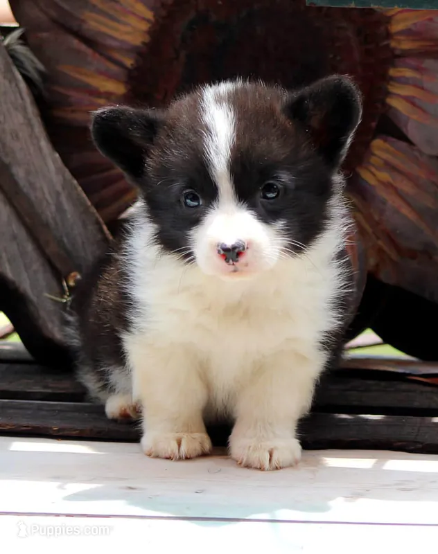 Dumplings , a male Pembroke Welsh Corgi for sale in Homer, GA – Photo 1 of 6