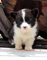 Dumplings , a male Pembroke Welsh Corgi for sale in Homer, GA – Photo 1 of 6