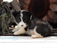 Dumplings , a male Pembroke Welsh Corgi for sale in Homer, GA – Photo 5 of 6