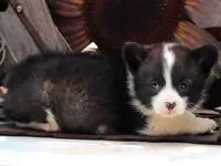 Dumplings , a male Pembroke Welsh Corgi for sale in Homer, GA – Photo 3 of 6