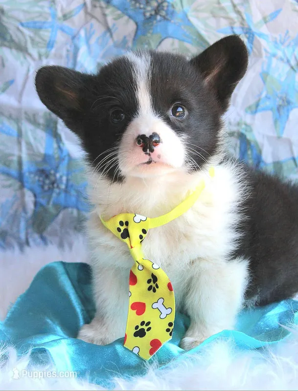 Dumplings  – Pembroke Welsh Corgi puppy for sale in Homer, GA