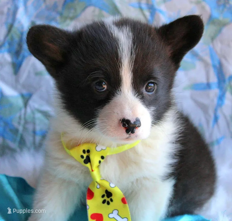 Dumplings  – Pembroke Welsh Corgi puppy for sale in Homer, GA