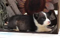 Dumplings , a male Pembroke Welsh Corgi for sale in Homer, GA – Photo 2 of 6