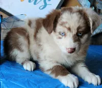 SweetCherryPie, a male Australian Shepherd for sale in Homer, GA – 3 of 6