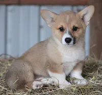 4x4ByU, a female Pembroke Welsh Corgi for sale in Homer, GA – Photo 2 of 2