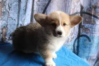 Cinch, a male Pembroke Welsh Corgi for sale in Homer, GA – 4 of 4