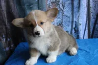 Cinch, a male Pembroke Welsh Corgi for sale in Homer, GA – 3 of 4