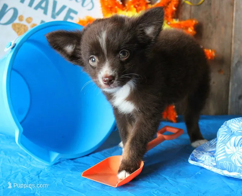 YourLilTeddyBear – Miniature Australian Shepherd puppy for sale in Homer, GA