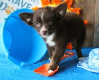YourLilTeddyBear, a male Miniature Australian Shepherd for sale in Homer, GA – 4 of 7