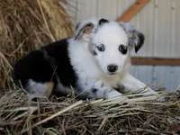HoneyBunch, a female Miniature Australian Shepherd for sale in Homer, GA – 2 of 6