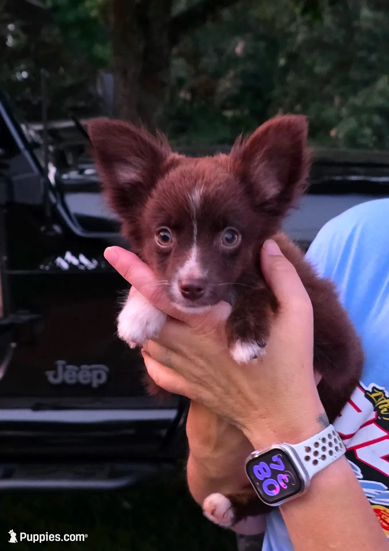 LilTeddyBear, a male Miniature Australian Shepherd for sale in Homer, GA – 4 of 5