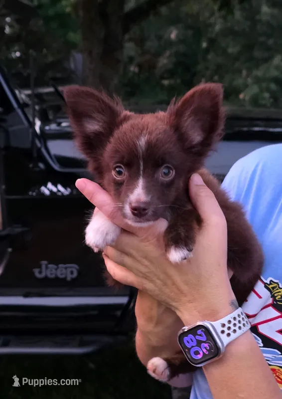 LilTeddyBear – Miniature American Shepherd puppy for sale in Homer, GA