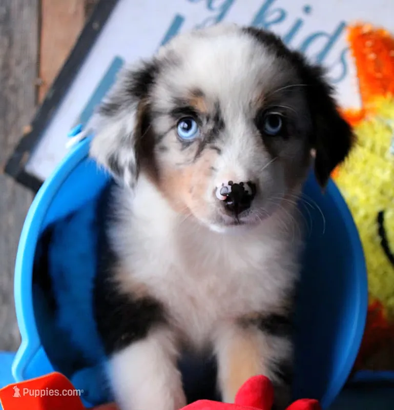 BlueBerries  – Miniature Australian Shepherd puppy for sale in Homer, GA