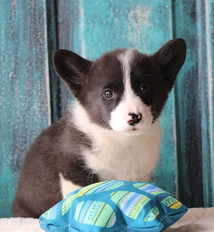 Carnation  – Pembroke Welsh Corgi puppy for sale in Homer, GA