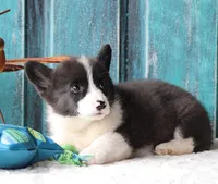 Carnation , a male Pembroke Welsh Corgi for sale in Homer, GA – Photo 2 of 6