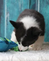 Carnation , a male Pembroke Welsh Corgi for sale in Homer, GA – Photo 4 of 6