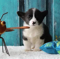 Carnation , a male Pembroke Welsh Corgi for sale in Homer, GA – Photo 6 of 6