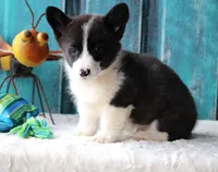 Carnation , a male Pembroke Welsh Corgi for sale in Homer, GA – Photo 1 of 6