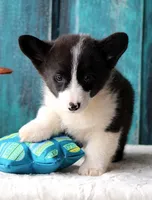 Carnation , a male Pembroke Welsh Corgi for sale in Homer, GA – Photo 5 of 6