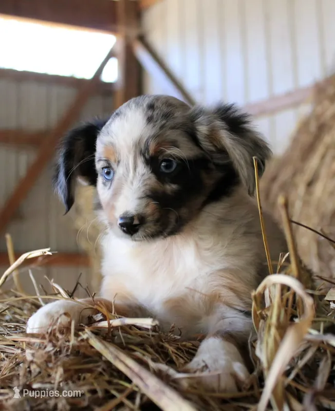 AppleDapples – Miniature Australian Shepherd puppy for sale in Homer, GA