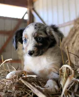 AppleDapples, a female Miniature Australian Shepherd for sale in Homer, GA – 1 of 6
