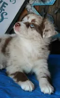 SweetCherryPie, a male Australian Shepherd for sale in Homer, GA – 2 of 6