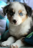 BlueBerries , a male Miniature Australian Shepherd for sale in Homer, GA – 4 of 5