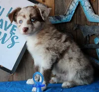 SweetCherryPie, a male Australian Shepherd for sale in Homer, GA – 6 of 6