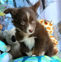 LilBittyRaspberry, a male Miniature Australian Shepherd for sale in Homer, GA – 8 of 8