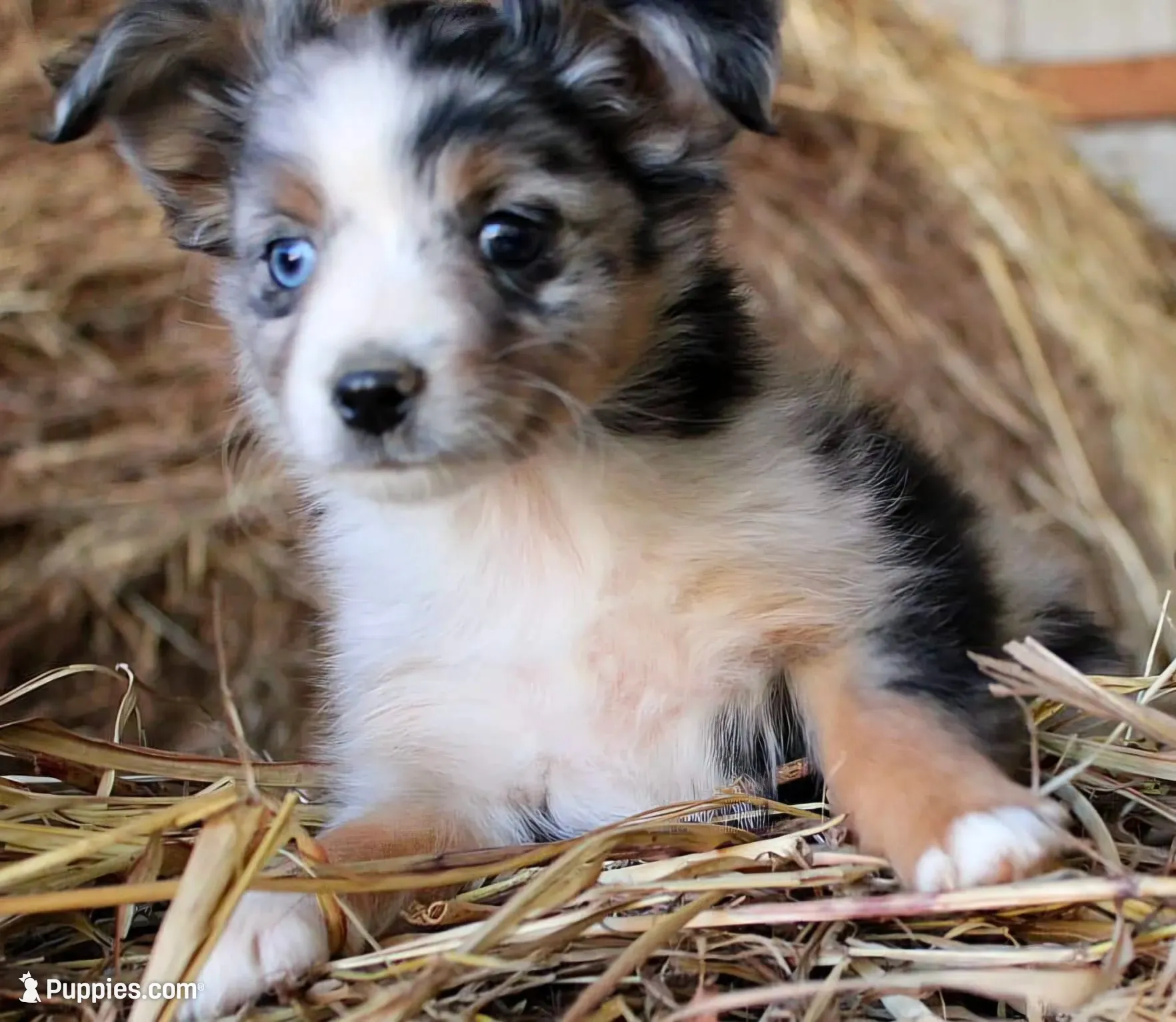 Snoogums, a male Miniature Australian Shepherd for sale in Homer, GA – 1 of 5