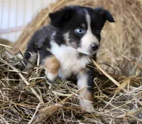 Pumpy-Umpy-Umkin, a male Miniature Australian Shepherd for sale in Homer, GA – 6 of 8