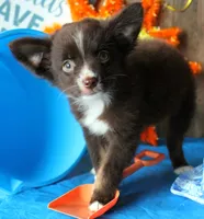 YourLilTeddyBear, a male Miniature Australian Shepherd for sale in Homer, GA – 5 of 7