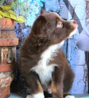 LilBittyRaspberry, a male Miniature Australian Shepherd for sale in Homer, GA – 6 of 8
