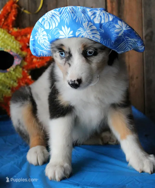 BlueBerries  – Miniature Australian Shepherd puppy for sale in Homer, GA