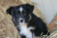 Gumdrop, a male Miniature Australian Shepherd for sale in Homer, GA – 2 of 7