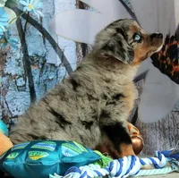 Blue4You, a male Miniature Australian Shepherd for sale in Homer, GA – 2 of 6