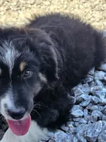 300, a male Australian Shepherd for sale in Homer, GA – 2 of 3