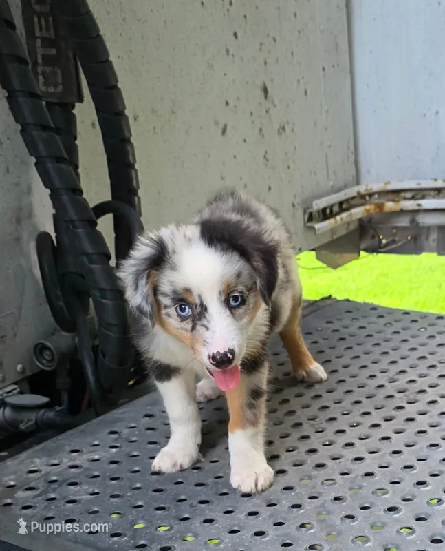 BlueBerries  – Miniature Australian Shepherd puppy for sale in Homer, GA