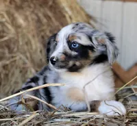 AppleDapples, a female Miniature Australian Shepherd for sale in Homer, GA – 5 of 6
