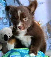 LilBittyRaspberry, a male Miniature Australian Shepherd for sale in Homer, GA – 7 of 8