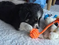 300, a male Australian Shepherd for sale in Homer, GA – 3 of 3
