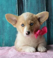 Daffodils, a female Pembroke Welsh Corgi for sale in Homer, GA – Photo 4 of 6