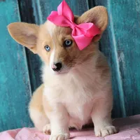Daffodils, a female Pembroke Welsh Corgi for sale in Homer, GA – Photo 3 of 6