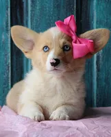 Daffodils, a female Pembroke Welsh Corgi for sale in Homer, GA – Photo 1 of 6