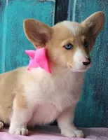Daffodils, a female Pembroke Welsh Corgi for sale in Homer, GA – Photo 2 of 6