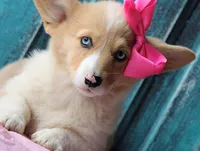 Daffodils, a female Pembroke Welsh Corgi for sale in Homer, GA – Photo 6 of 6